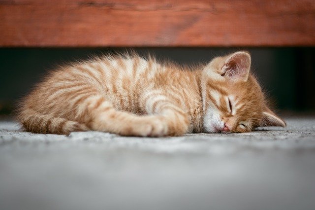 眠る猫